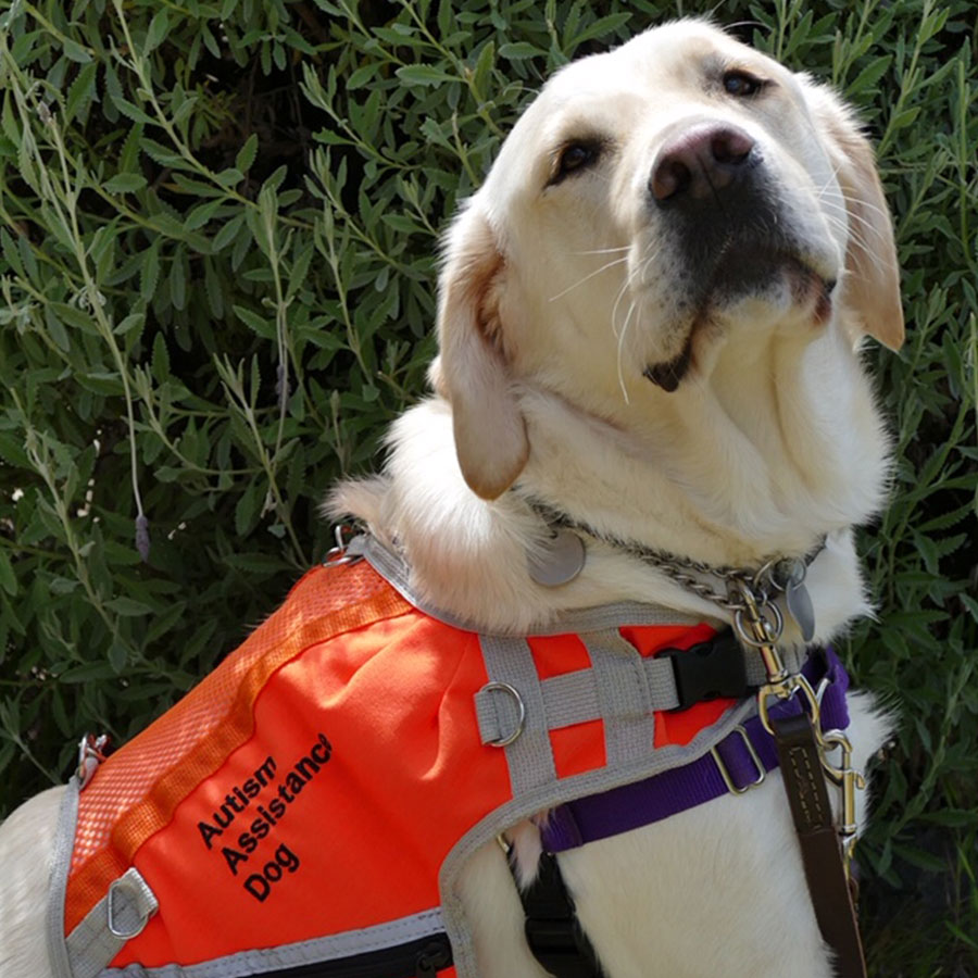 autism-assistance-dogs-guide-dogs-tasmania