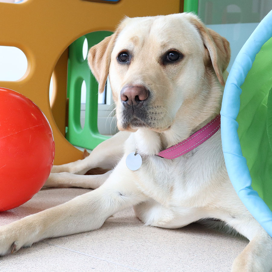 therapy-dogs-guide-dogs-tasmania