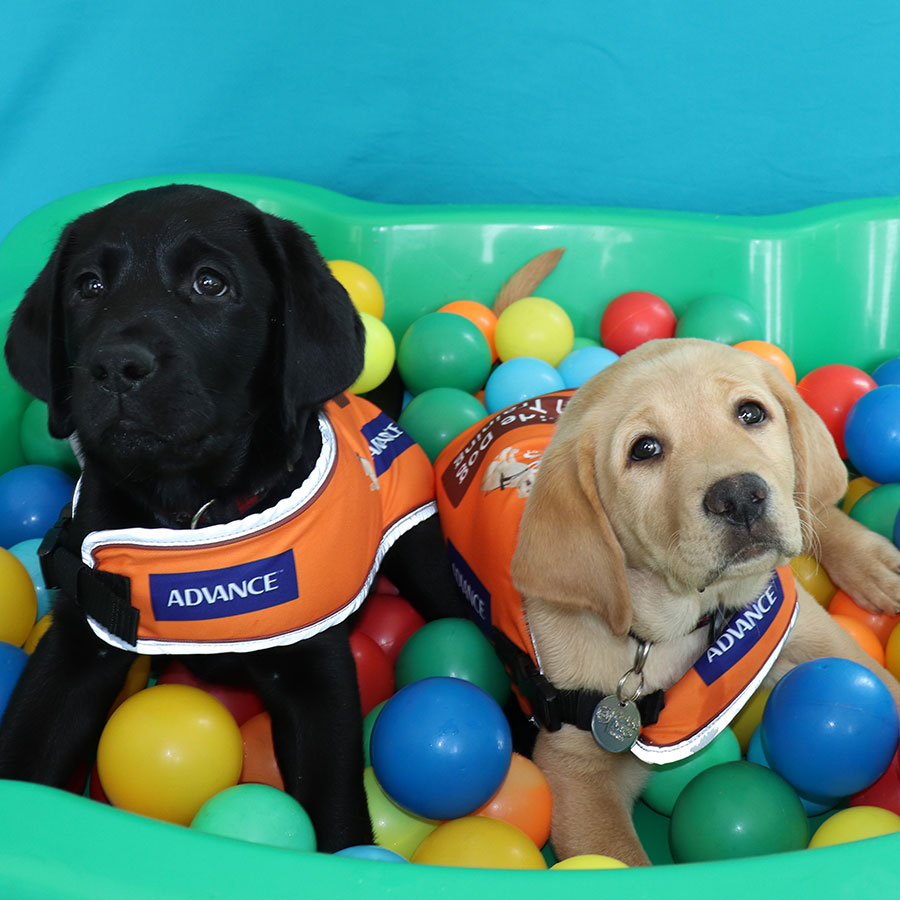 Puppies Balls