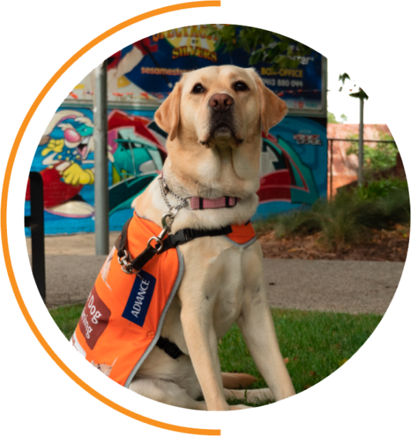 About Us Guide Dogs Tasmania