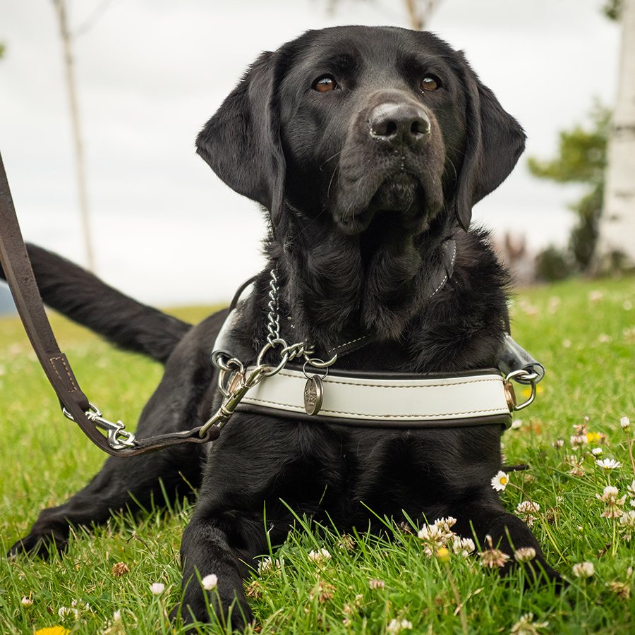 Guide Dog