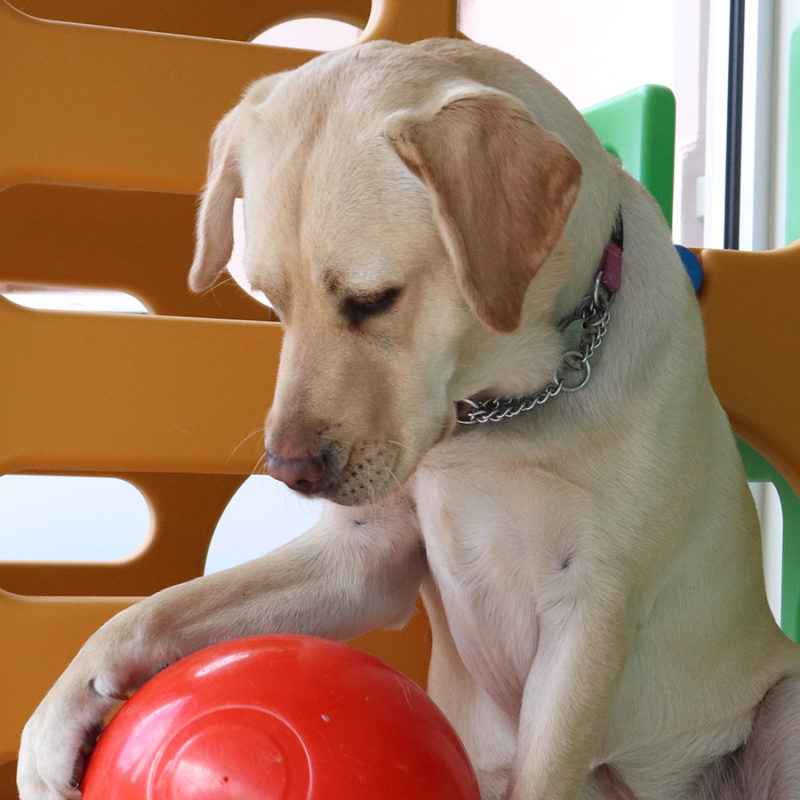 Access Rights Guide Dogs Tasmania