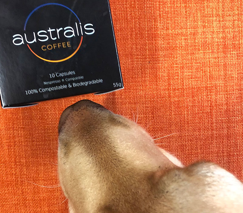 dog nose next to box of coffee