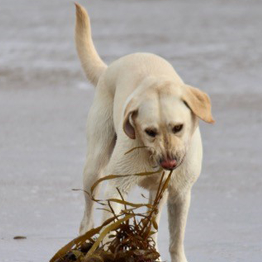 Dog playing on the beach