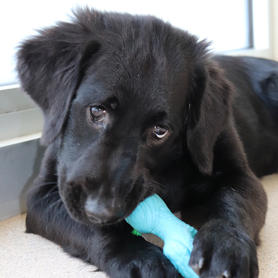 Puppy with toy in it's mouth