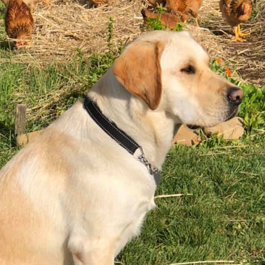 Dog sitting in front of chickens