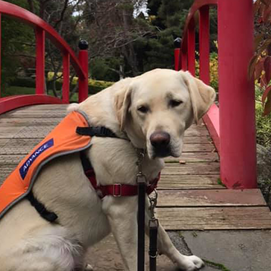 dog on a foot bridge