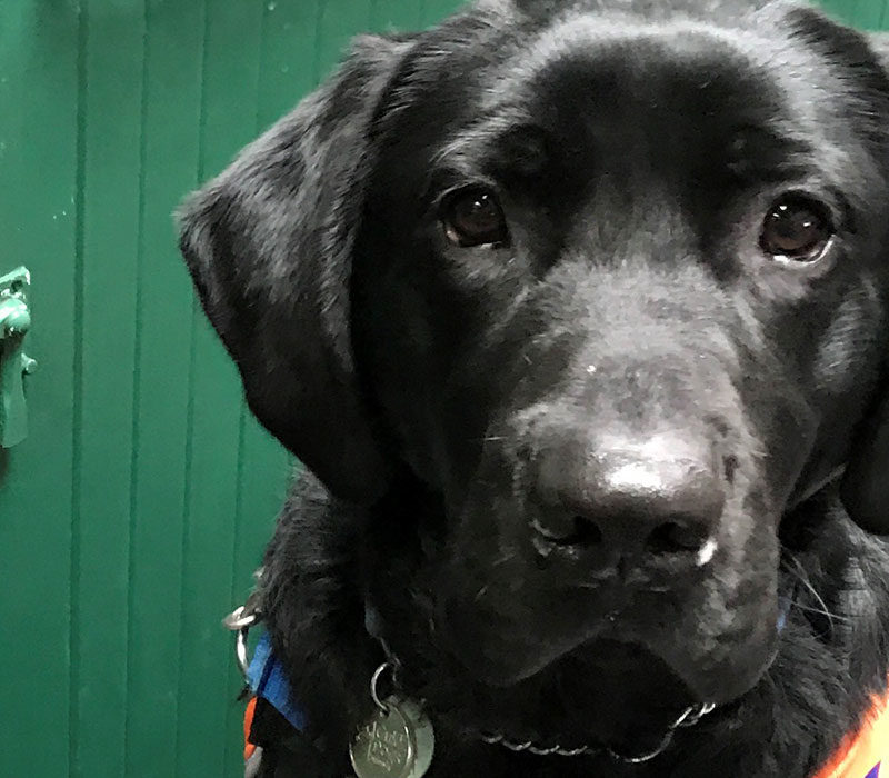dog in a training coat