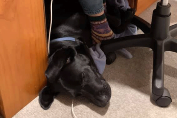 Dog under desk