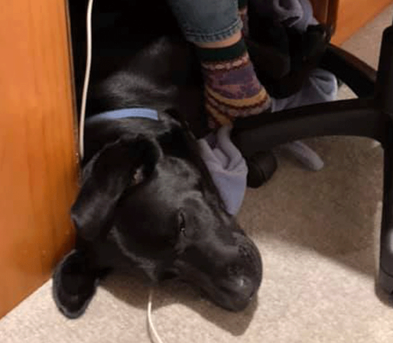 Dog under desk
