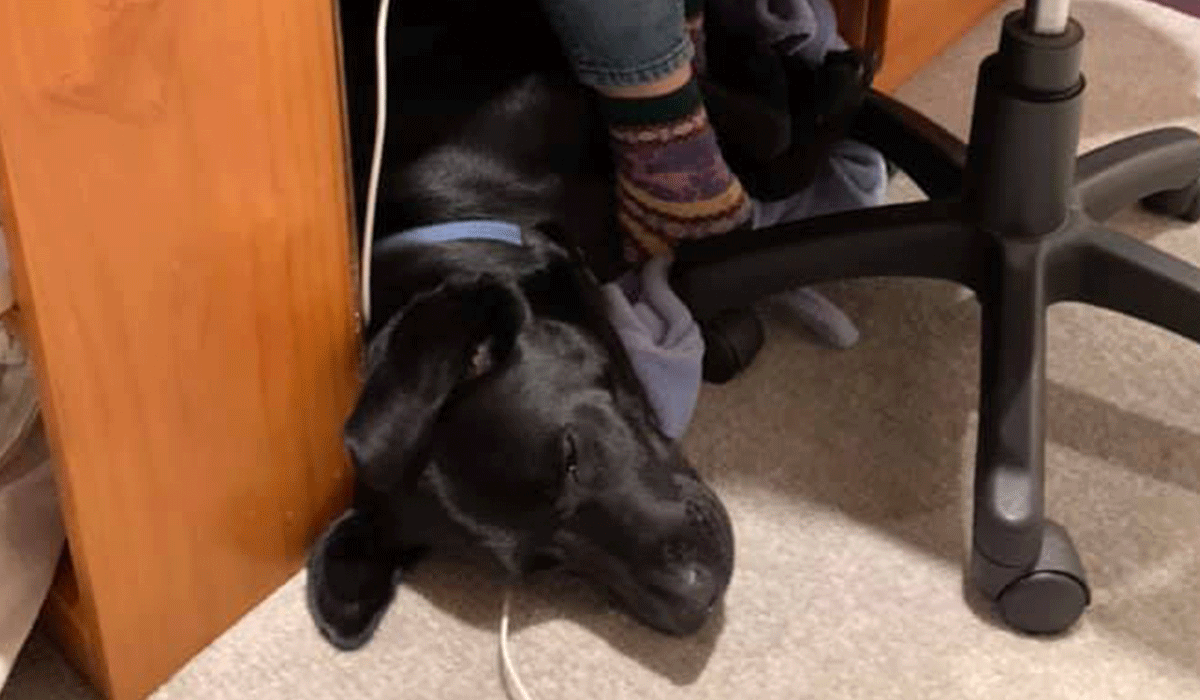 Dog under desk