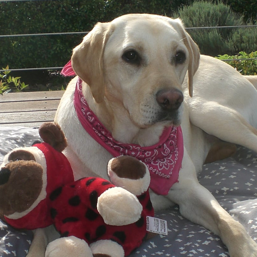 dog with a toy