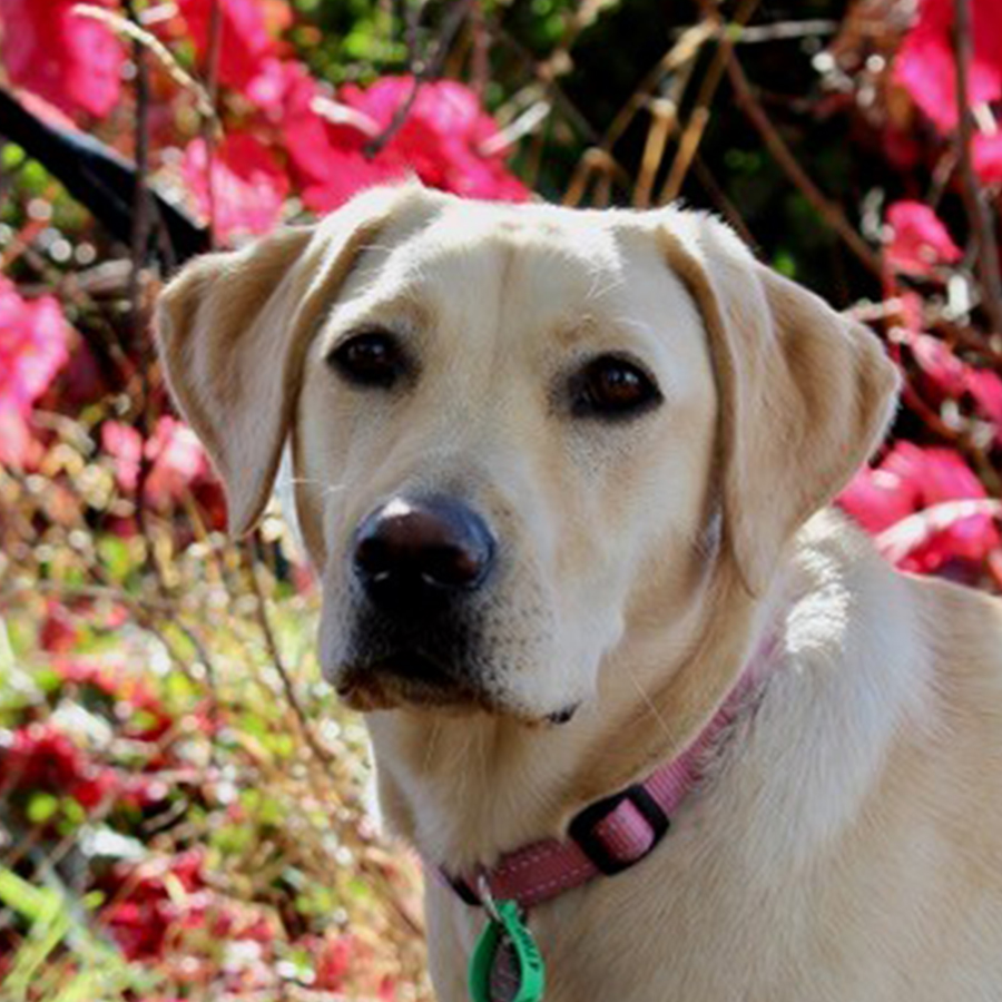 dog in front of some flowers