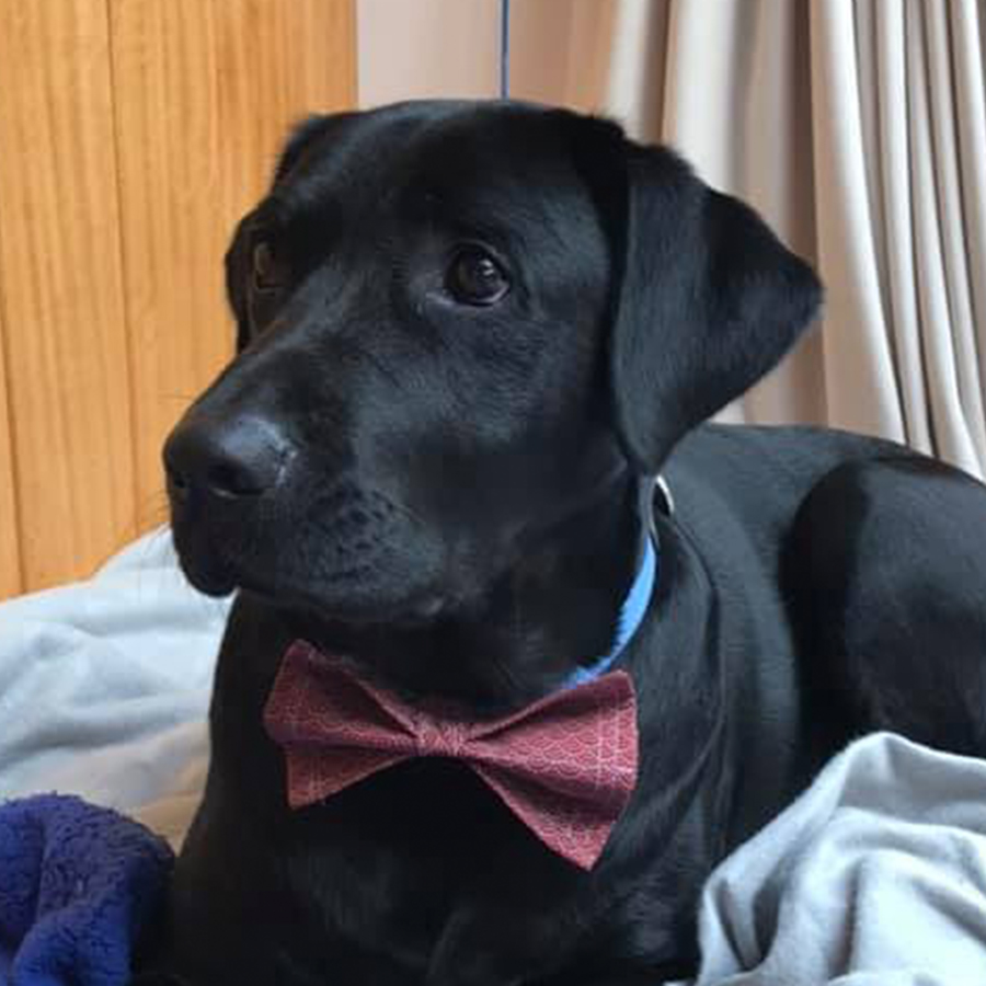 dog wearing a bow tie