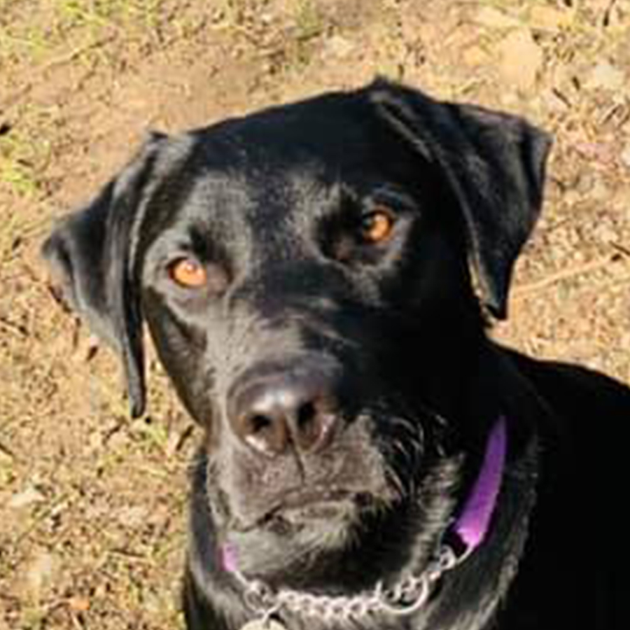 dog looking at camera