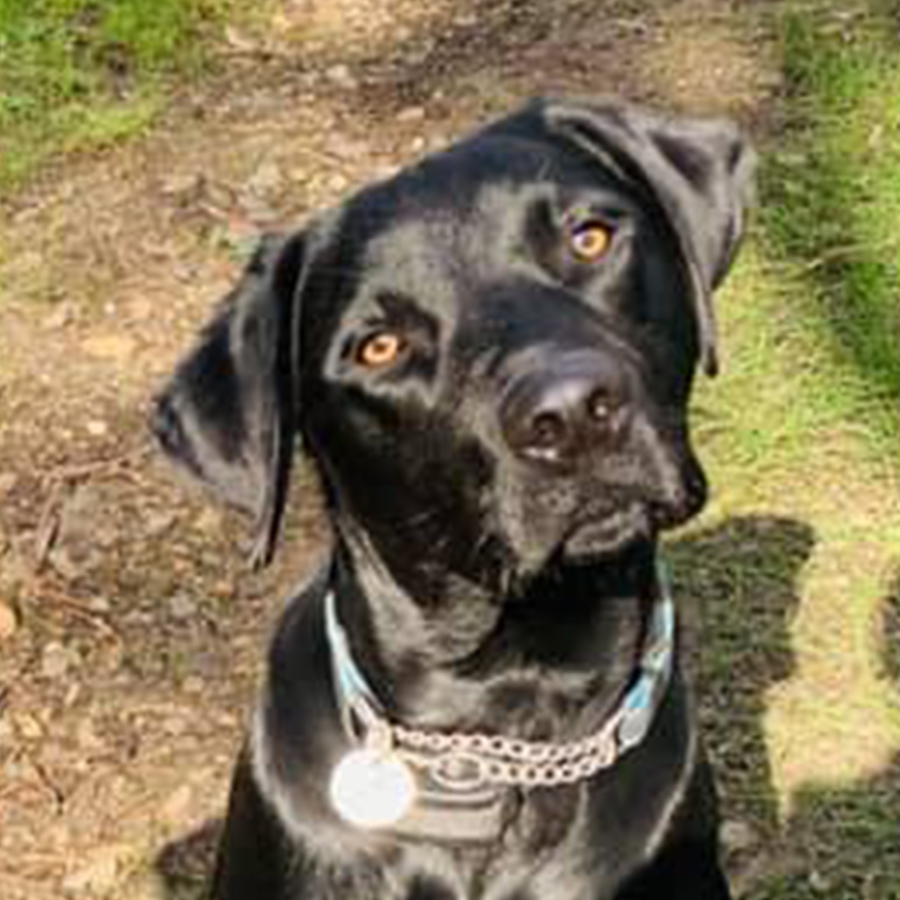 dog looking at camera