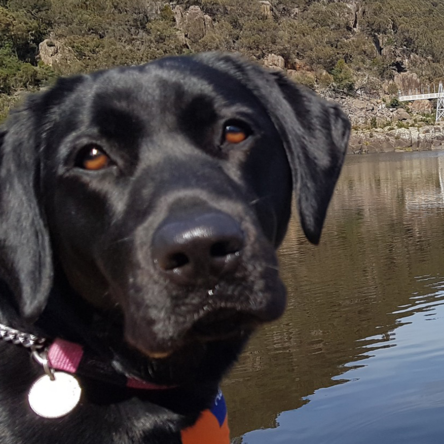 dog in front of river