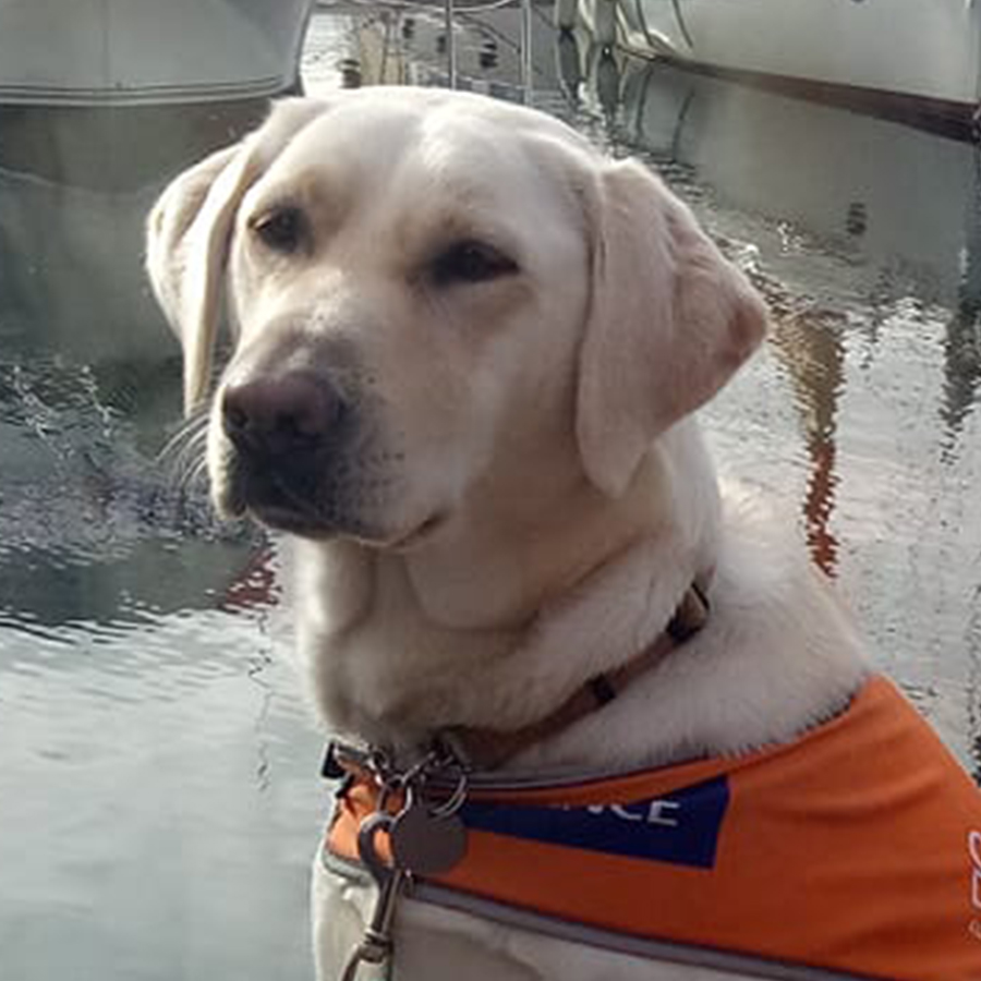 dog in front of marina