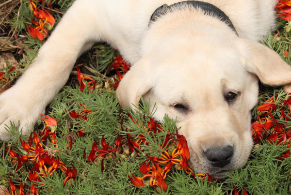 dog laying on some flowers