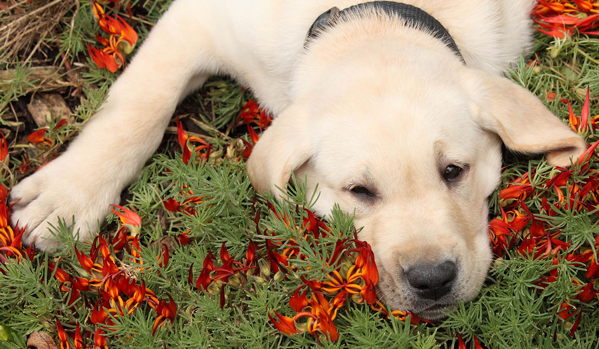 dog laying on some flowers