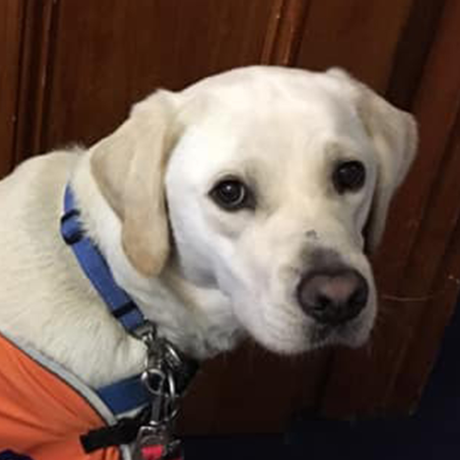 dog looking at camera in front of door