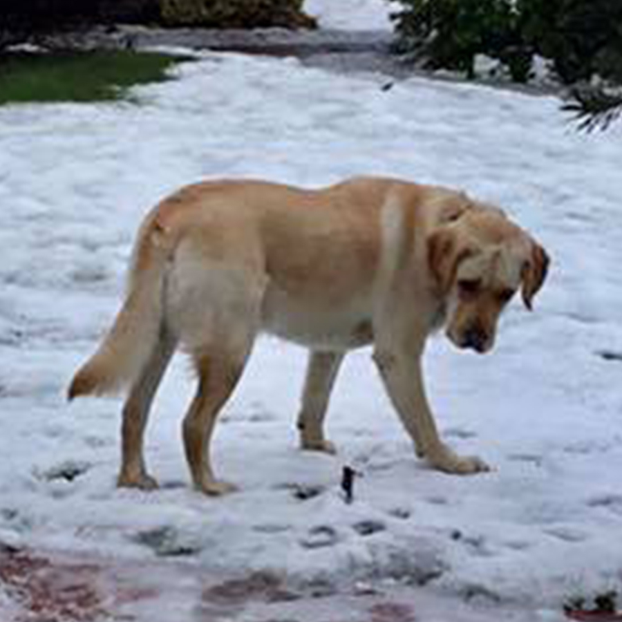 dog in the snow