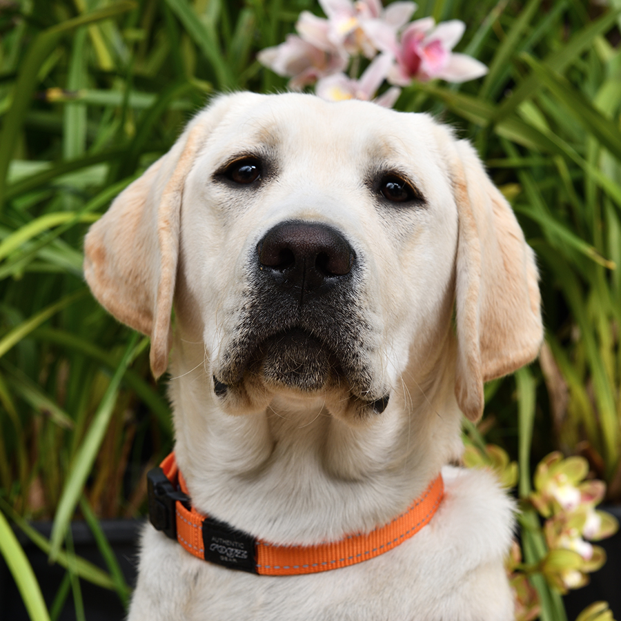 Golden lab looking at the camera in front of flowers