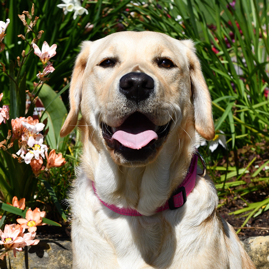Golden lab looking at camera in front of flowers