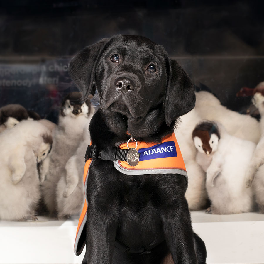 black puppy sitting in front of some penguins