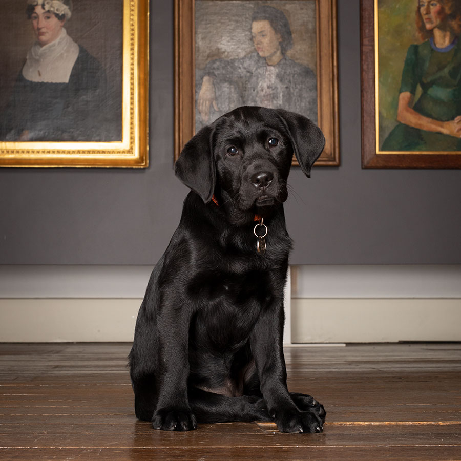 black puppy sitting in front of framed portraits