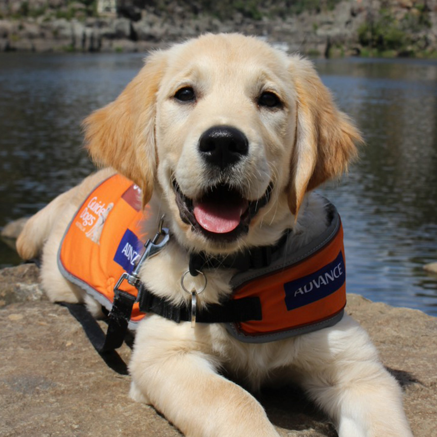 golden retriever puppy