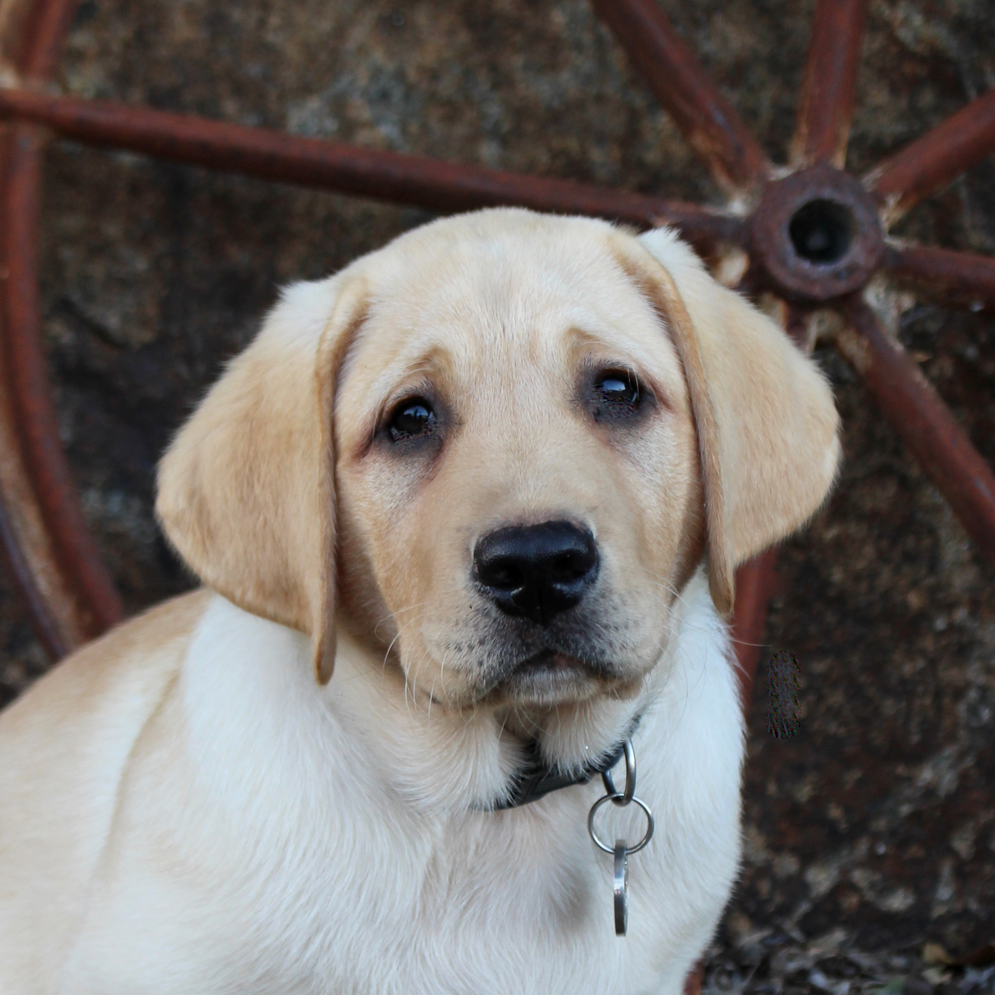 puppy