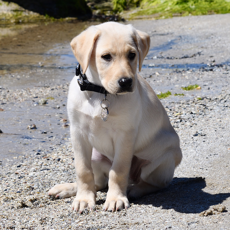 puppy on the beach