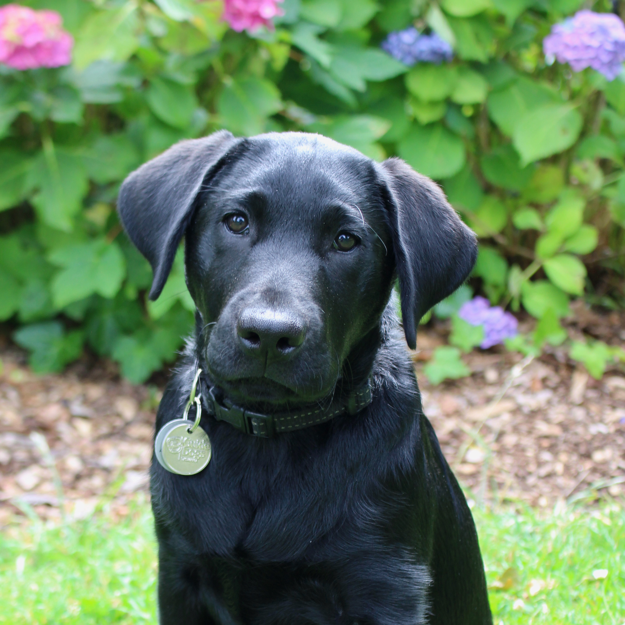 black puppy