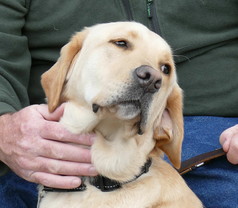 dog with his handlers hands resting on him