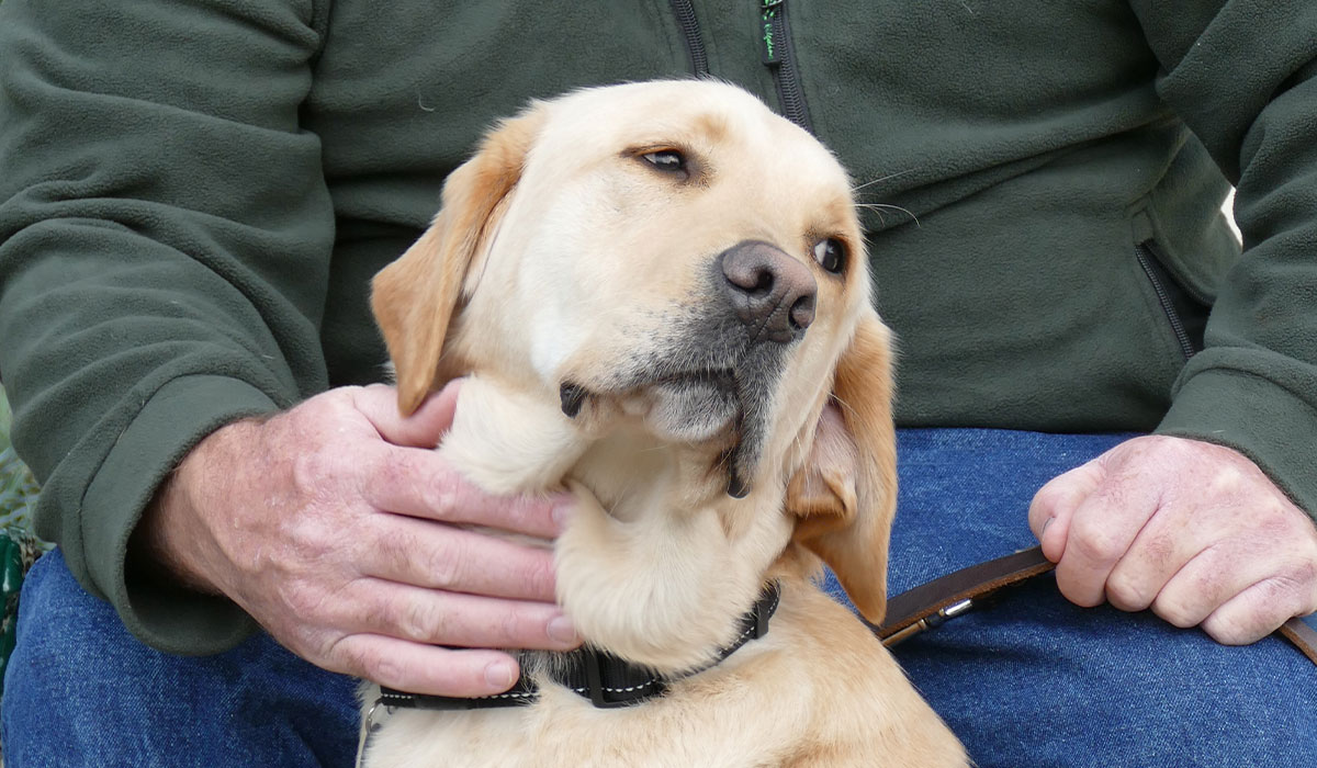 dog with his handlers hands resting on him