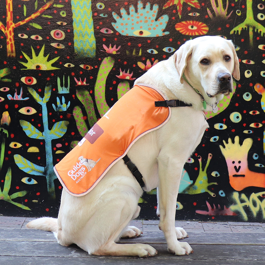 dog in orange training coat in front of colourful wall