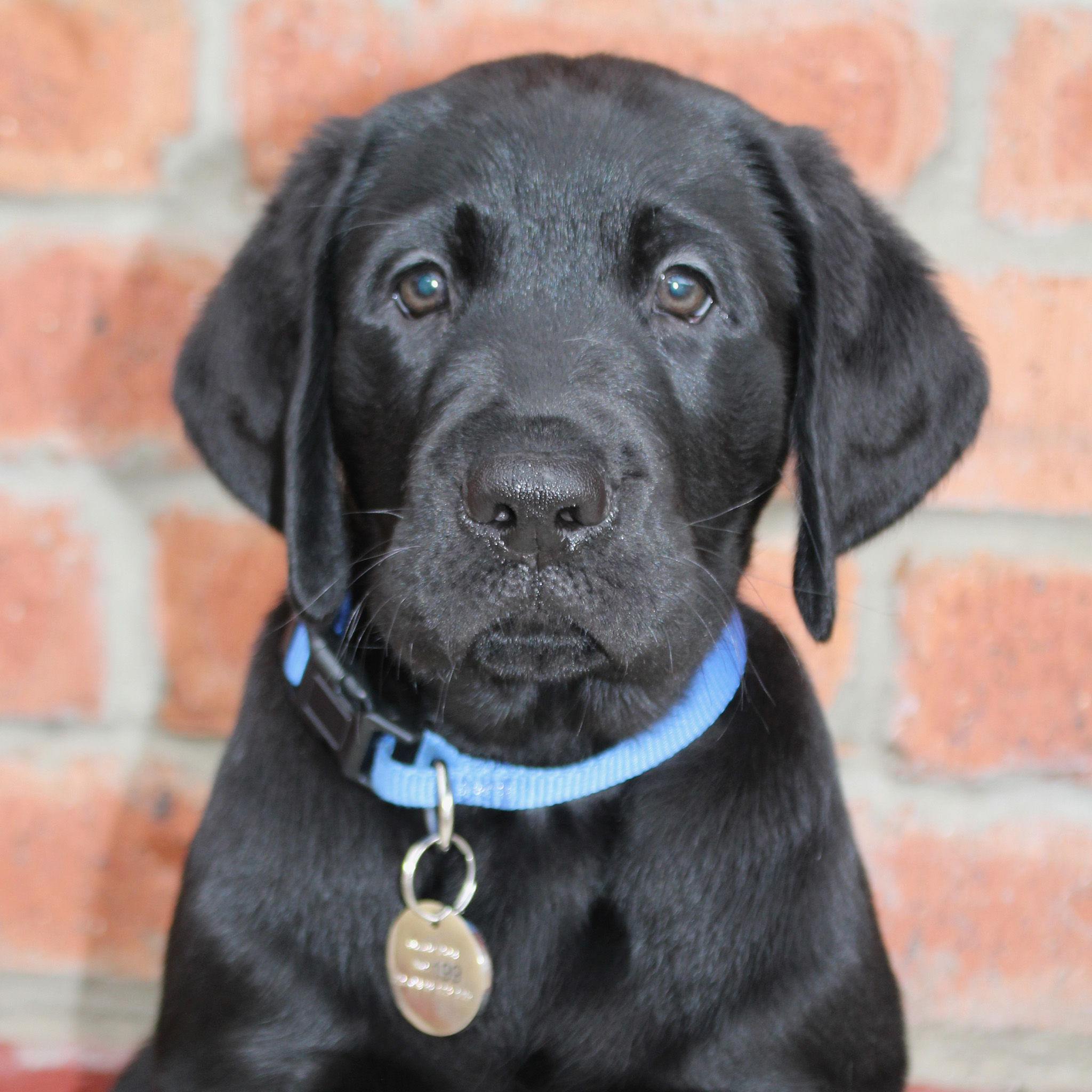 black lab puppy looking at camera