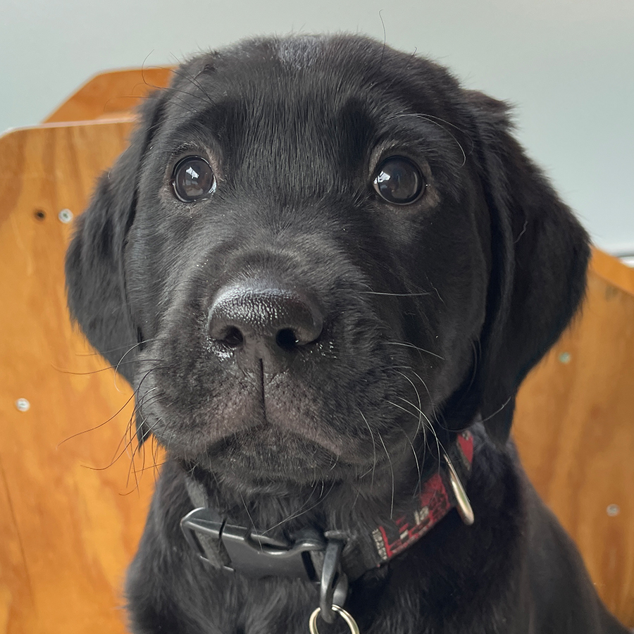 black lab puppy looking at the camera