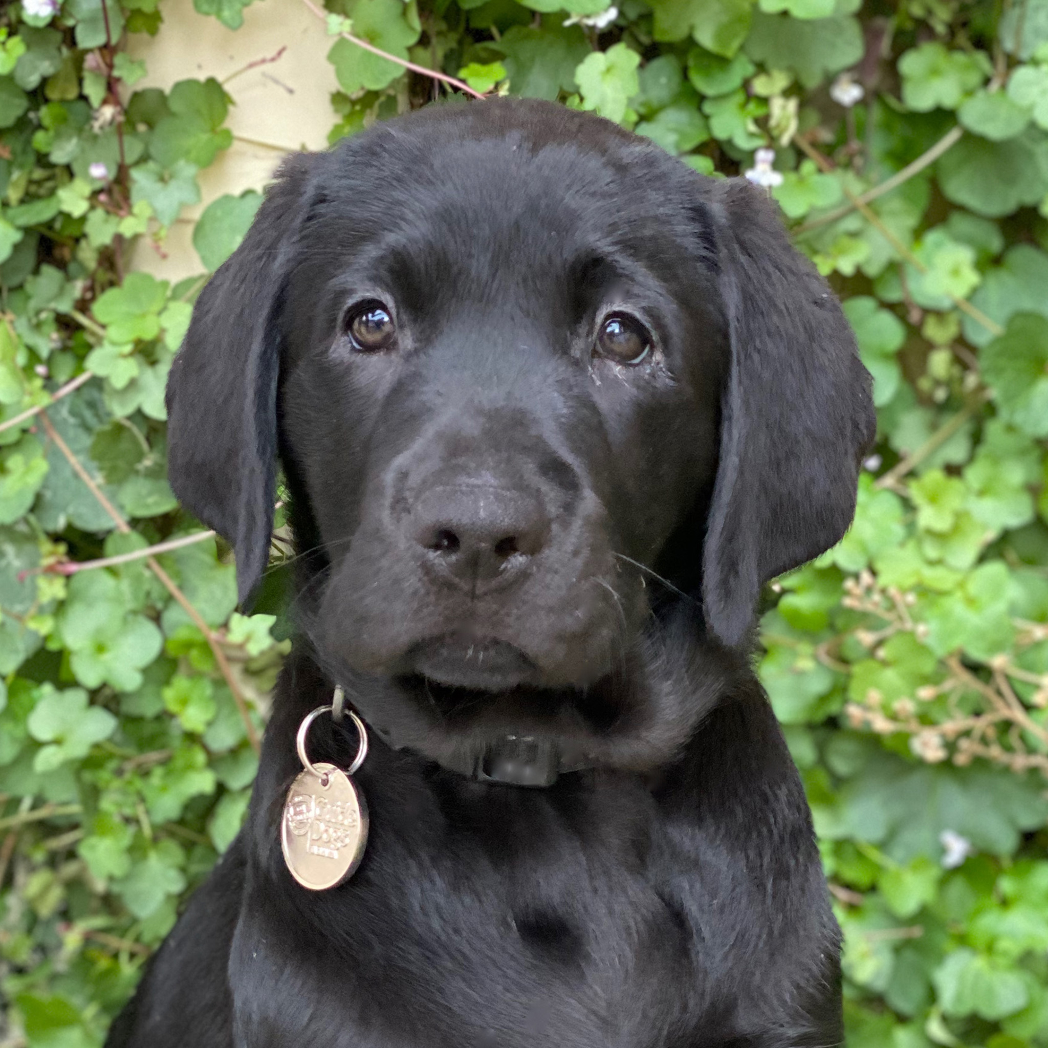 black lab puppy looking at camera