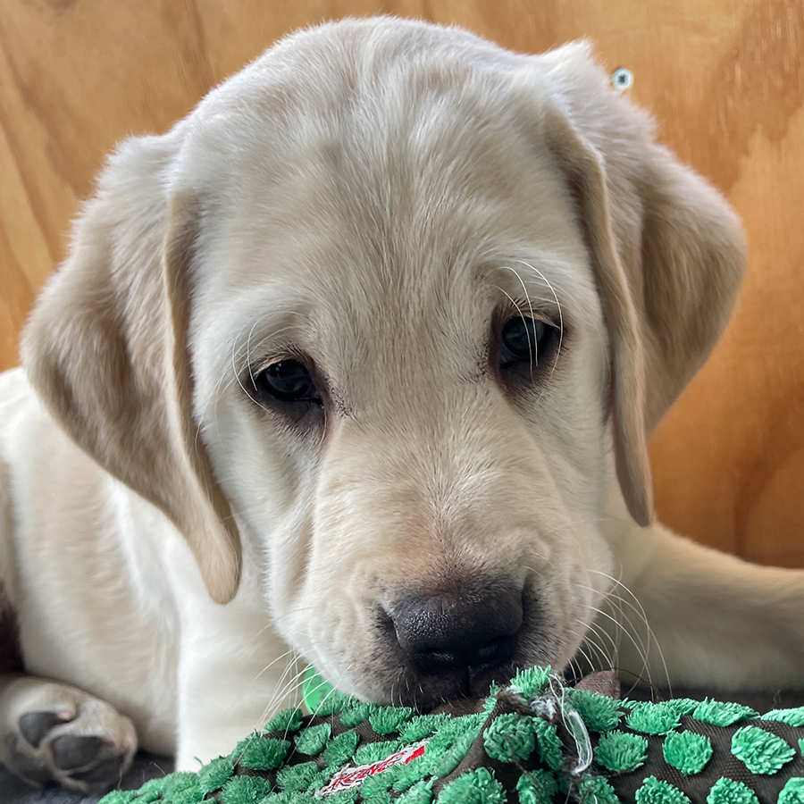 white puppy looking at the camera with toy in mouth