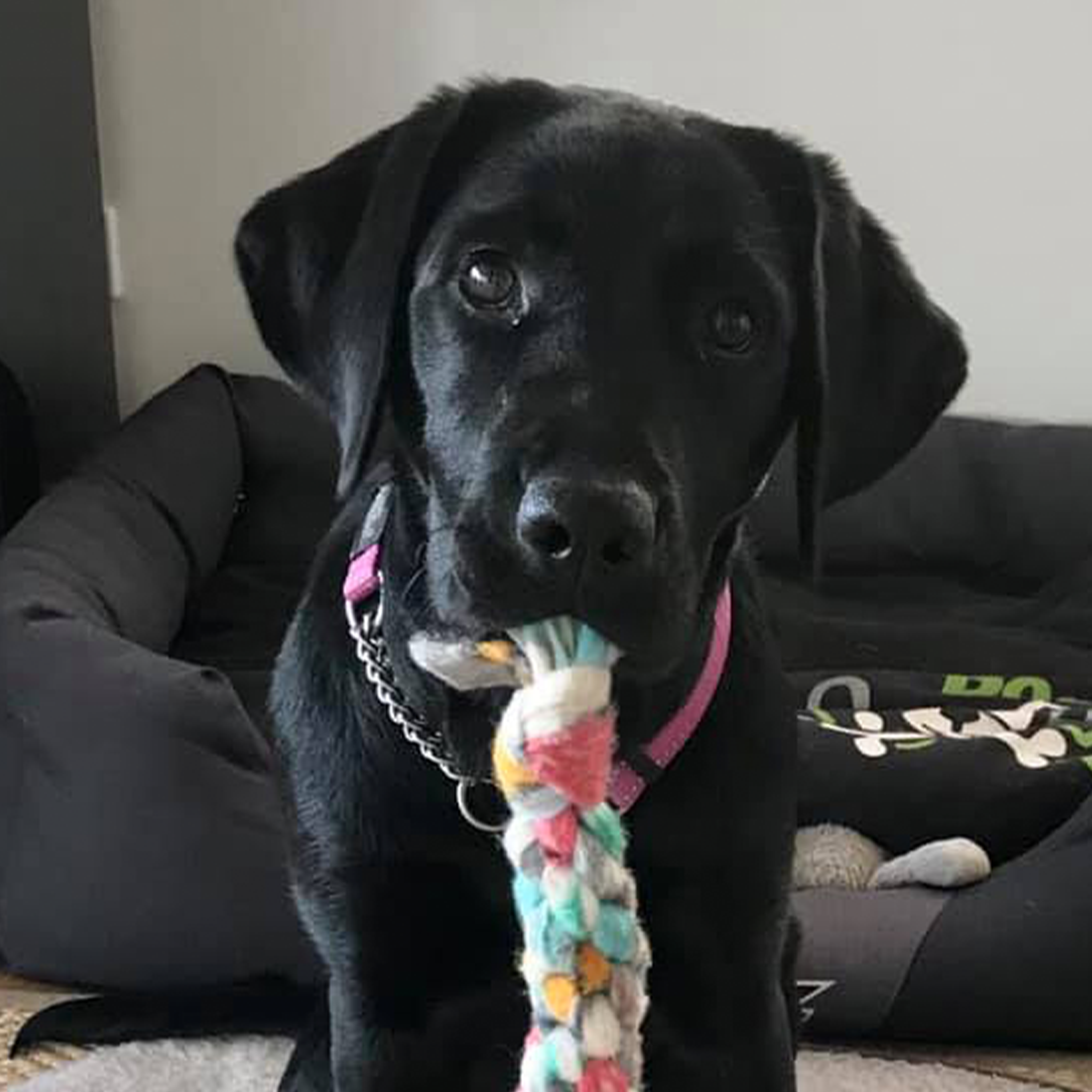 dog with toy