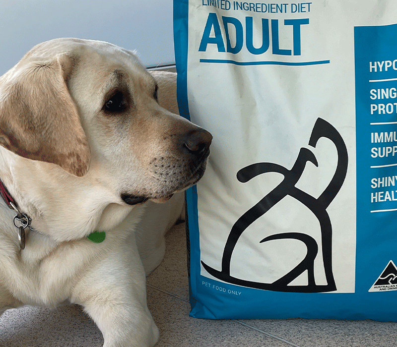 dog with dog food