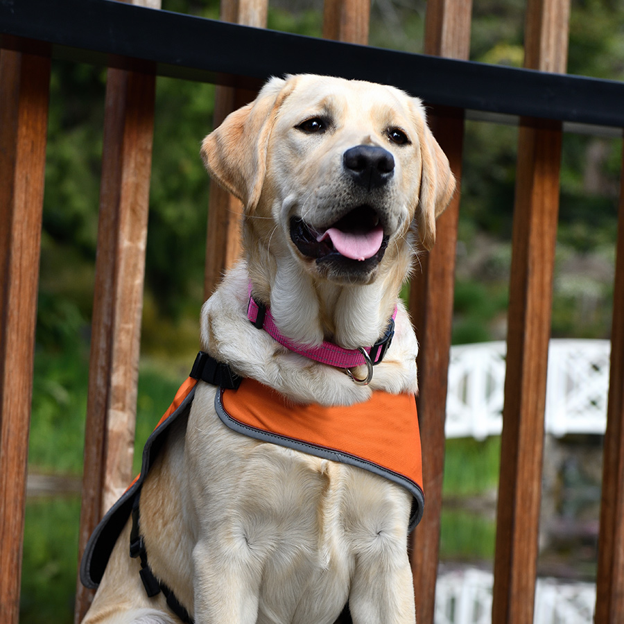 dog in orange training coat