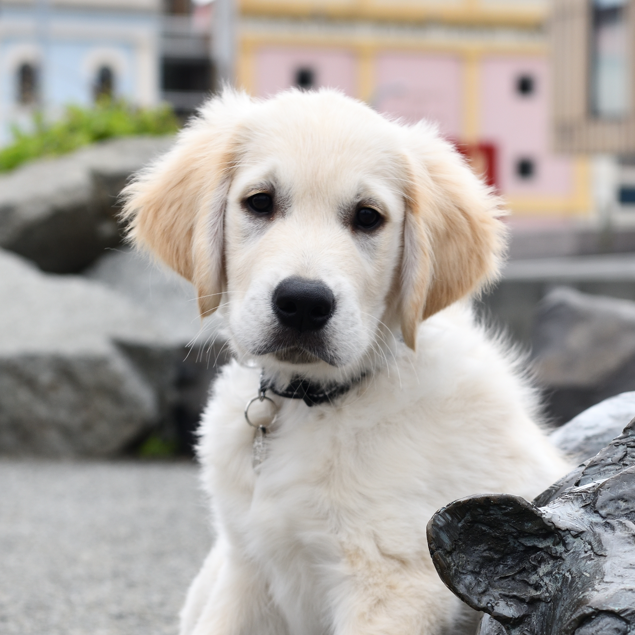 puppy