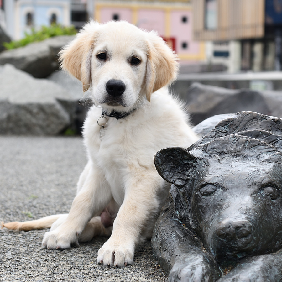 puppy sitting near a metal dog statue