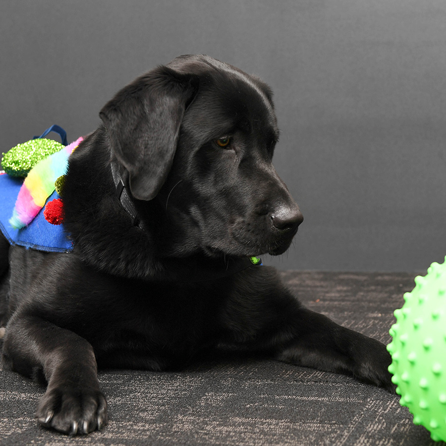 black dog in sensory coat near ball