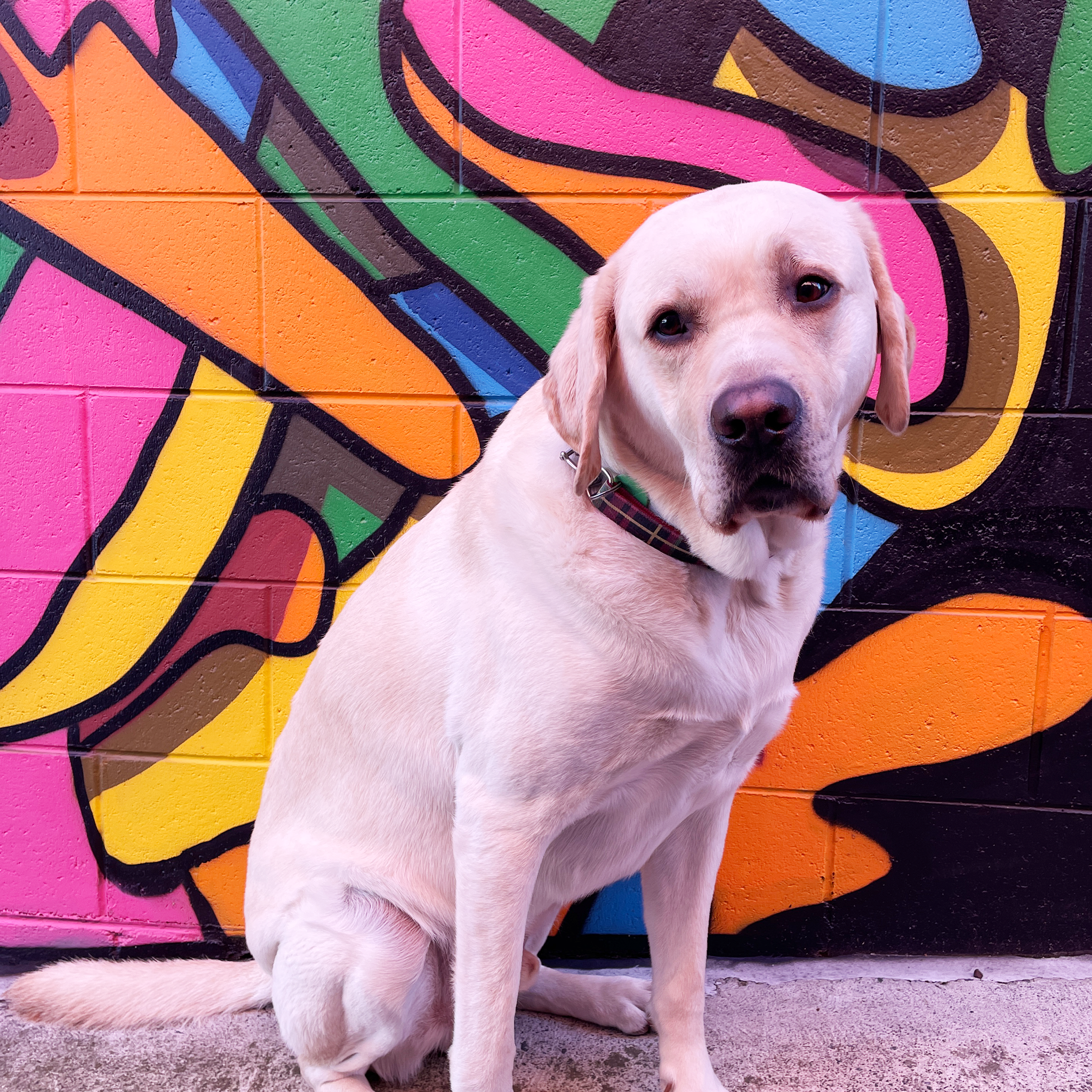 dog in front of colourful wall