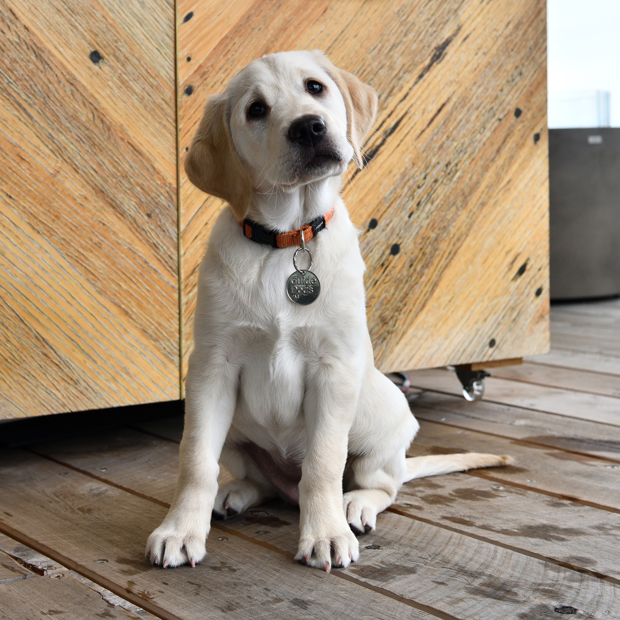 puppy in front of wooden wall