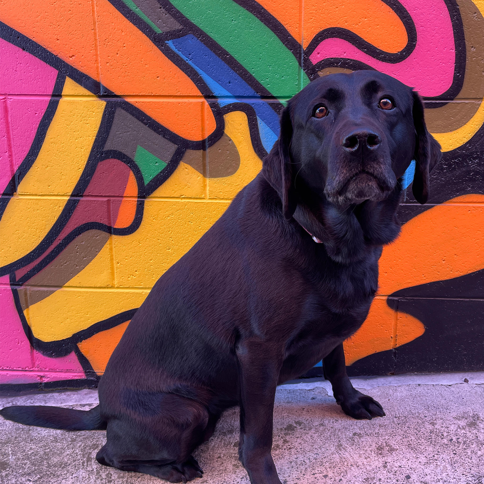 black dog in front of colourful wall